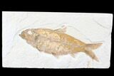 Beautiful, Knightia Fossil Fish - Wyoming #85716-1
